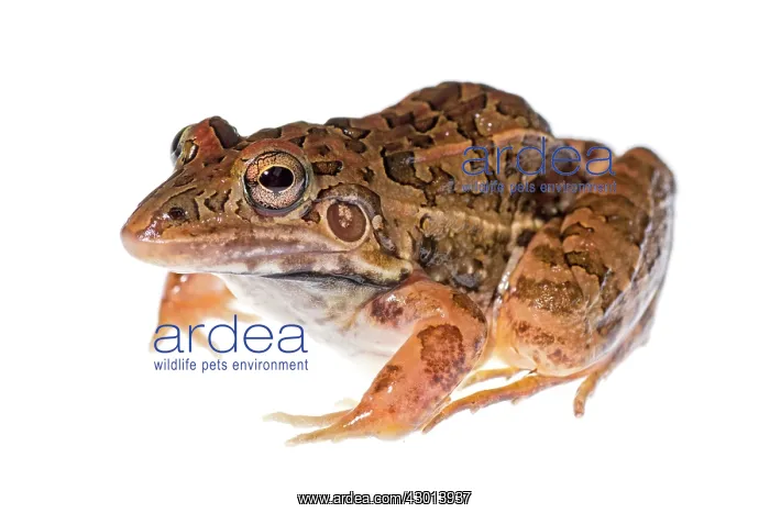  : Frog