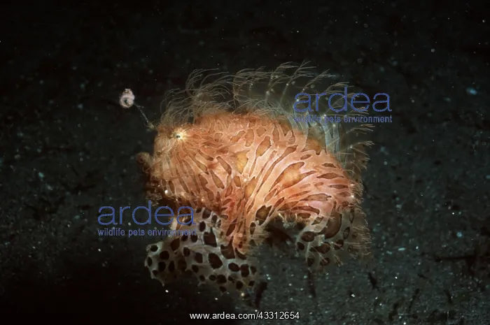 : FROG OR ANGLERFISH - Note lure : FROG OR ANGLERFISH - Note lure