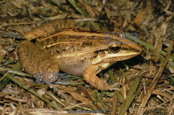 : Frog - close-up : Frog - close-up