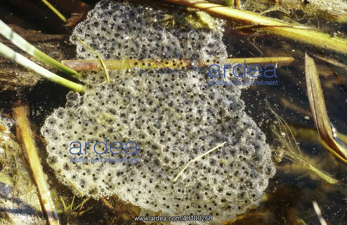 : Frog egg mass : Frog egg mass