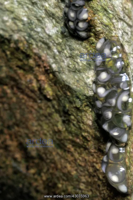 : Frog Eggs. Frog eggs in tree hole. Probably Ramanella nagaoi, endemic to Sri Lanka : Frog Eggs. Frog eggs in tree hole. Probably Ramanella nagaoi, endemic to Sri Lanka