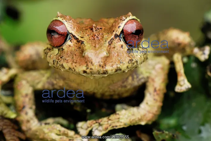 : Frog (Eleutherodactylus eriphus). Colon - Departamento Putumayo - Colombia : Frog (Eleutherodactylus eriphus). Colon - Departamento Putumayo - Colombia