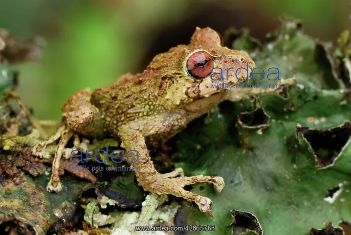 : Frog (Eleutherodactylus eriphus). Colon - Departamento Putumayo - Colombia : Frog (Eleutherodactylus eriphus). Colon - Departamento Putumayo - Colombia