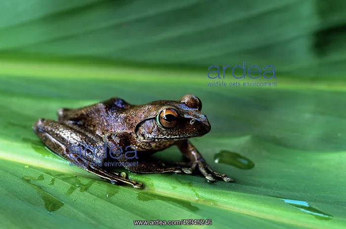 : FROG - endemic, on leaf : FROG - endemic, on leaf