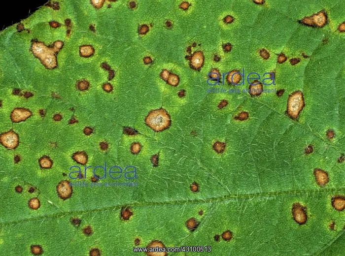 : Frog eyed leaf spot (Cercospora sojina) on soya : Frog eyed leaf spot (Cercospora sojina) on soya