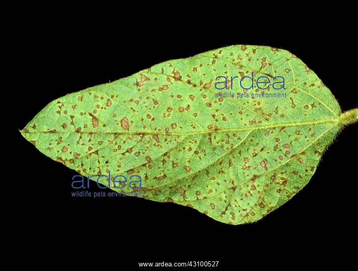  : Frog eyed leaf spot (Cercospora sojina) on soya