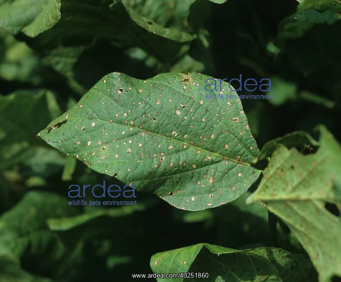 : Frog-eyed Leaf Spot on Soya leaf : Frog-eyed Leaf Spot on Soya leaf