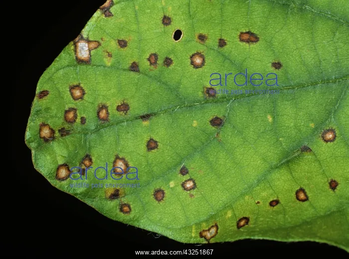 : Frog-eyed Leaf Spot on Soya leaf : Frog-eyed Leaf Spot on Soya leaf
