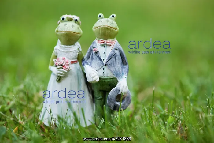 : Frog figurines as wedding couple, in grass : Frog figurines as wedding couple, in grass