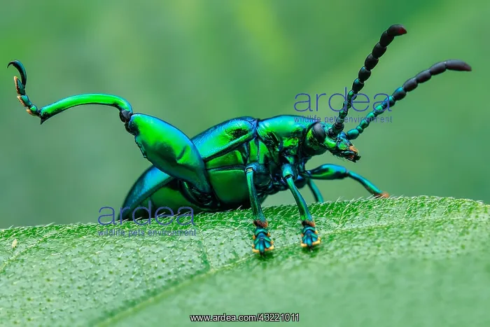 : Frog-legged beetle (Sagra buqueti) resting in early : Frog-legged beetle (Sagra buqueti) resting in early