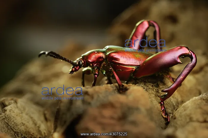: Frog-Legged Leaf Beetle : Frog-Legged Leaf Beetle