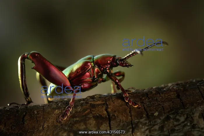  : Frog-Legged Leaf Beetle