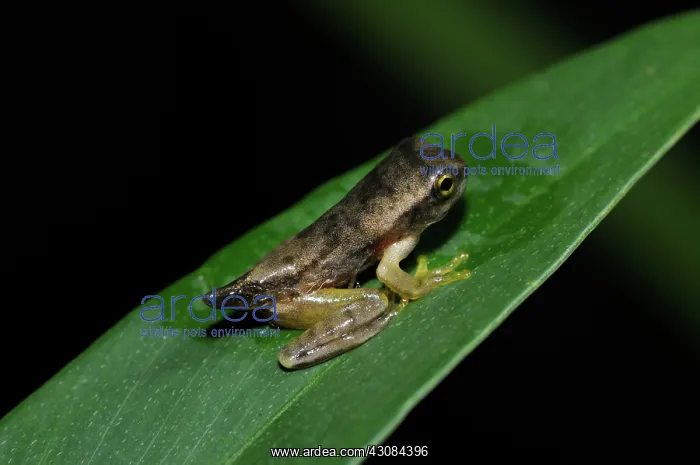 : Frog metamorphosis : Frog metamorphosis