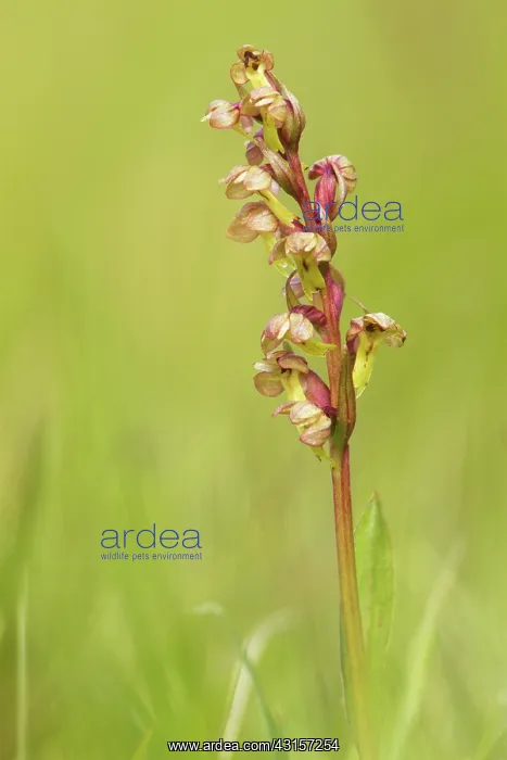 : Frog Orchid : Frog Orchid