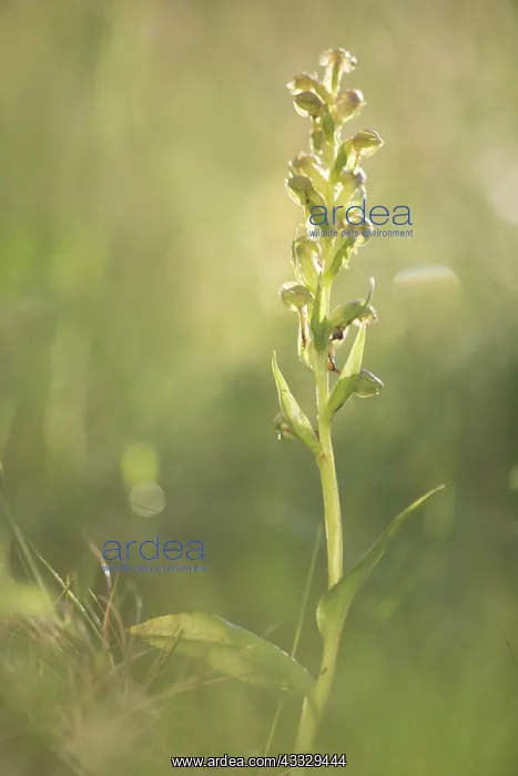  : Frog Orchid