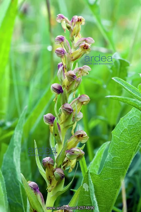 : Frog orchid - close up of flower : Frog orchid - close up of flower