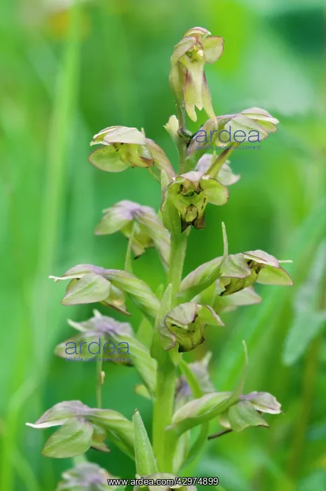 : Frog orchid - close up of flower : Frog orchid - close up of flower