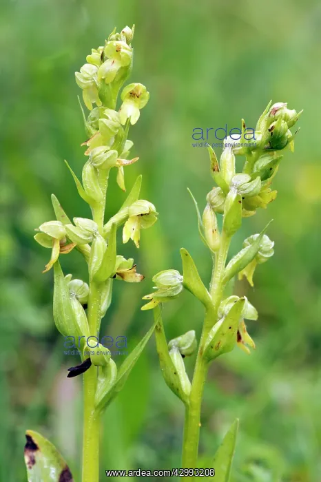 : Frog orchid - two flower spikes : Frog orchid - two flower spikes