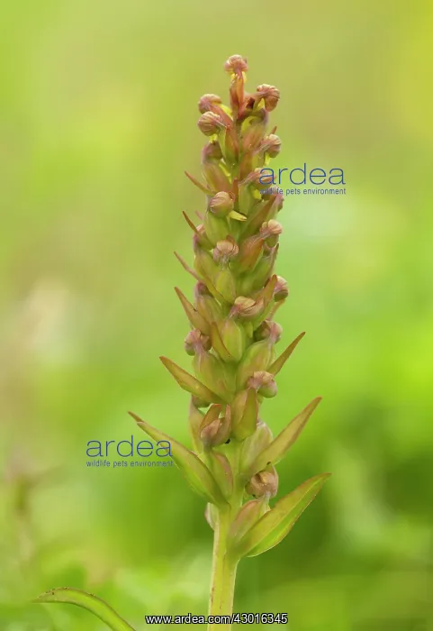  : Frog Orchid in the machair July