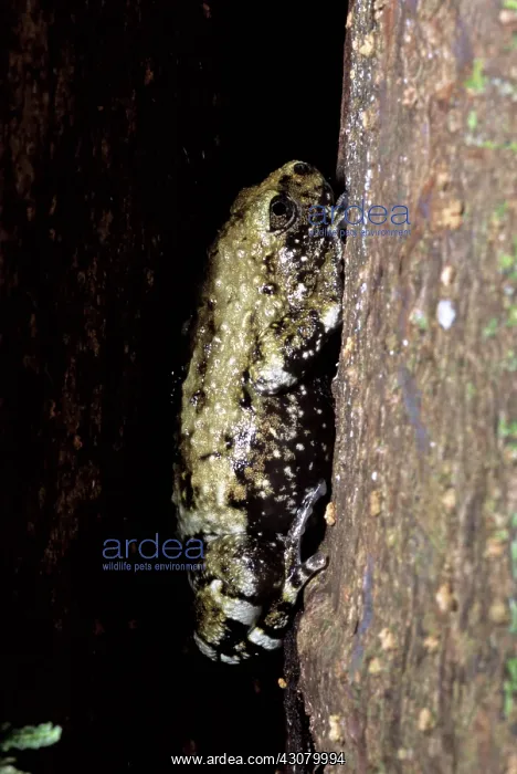 : Frog on Panay Island : Frog on Panay Island