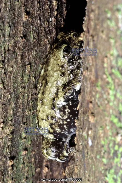 : Frog on Panay Island : Frog on Panay Island
