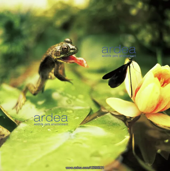 : Frog Preying On Damselfly : Frog Preying On Damselfly