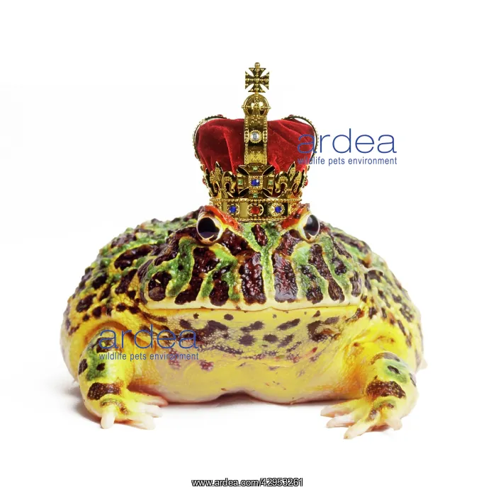 : Frog Prince - wearing crown : Frog Prince - wearing crown