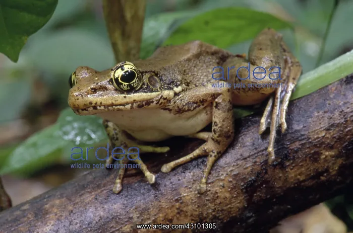  : Frog (Rana sp.)