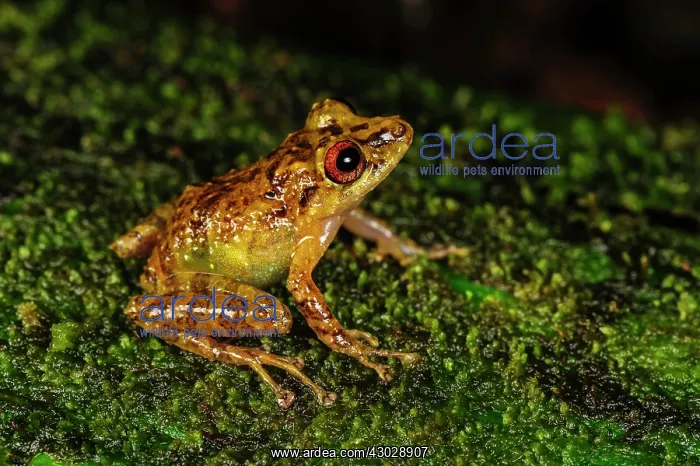 : frog, San Cipriano, Choco, Colombia frog, San Cipriano : frog, San Cipriano, Choco, Colombia frog, San Cipriano