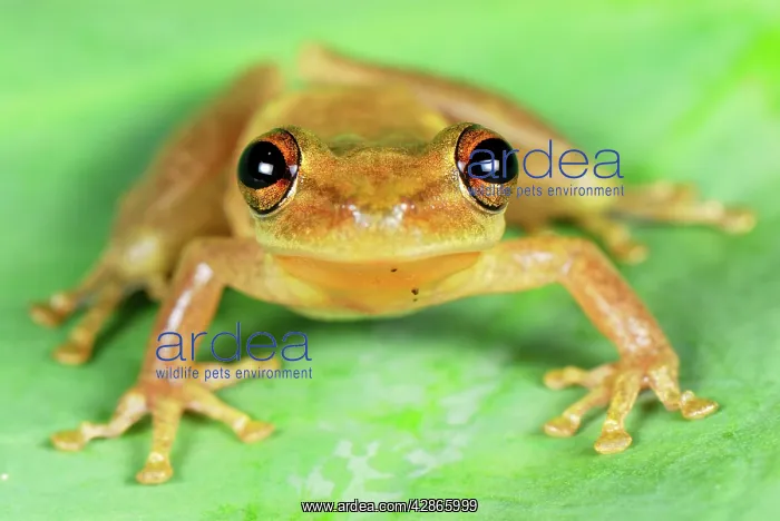 : Frog (Scinax sp.). San Cipriano Reserve - Cauca - Colombia : Frog (Scinax sp.). San Cipriano Reserve - Cauca - Colombia