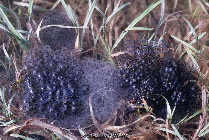 : Frog Spawn - freshly laid in pond : Frog Spawn - freshly laid in pond