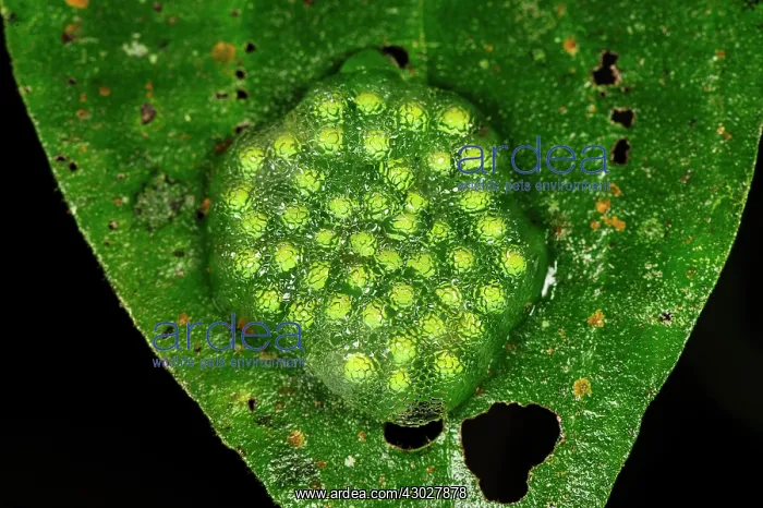 : frog spawn, frog eggs, San Cipriano, Choco, Colombia : frog spawn, frog eggs, San Cipriano, Choco, Colombia
