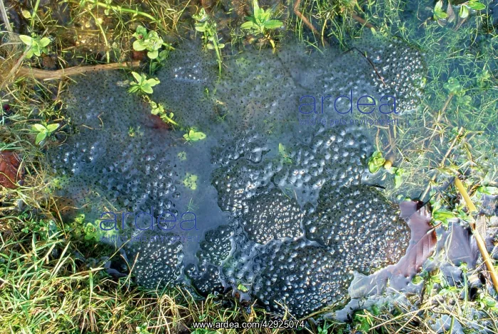 : Frog Spawn - in garden pond : Frog Spawn - in garden pond