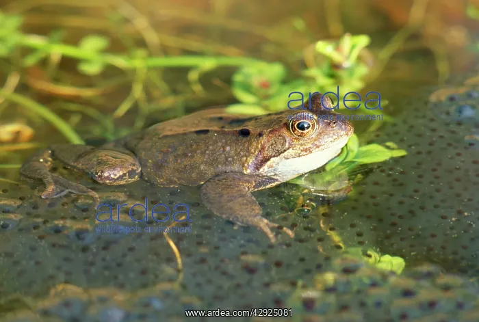 : Frog - with spawn in garden pond : Frog - with spawn in garden pond