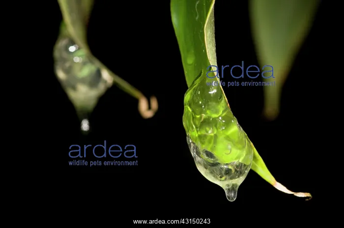 : Frog spawn of a tree frog hanging on leaves over the water : Frog spawn of a tree frog hanging on leaves over the water