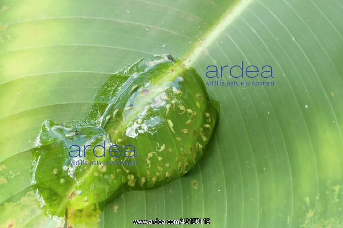 : Frog spawn of a tree frog on a leaf : Frog spawn of a tree frog on a leaf