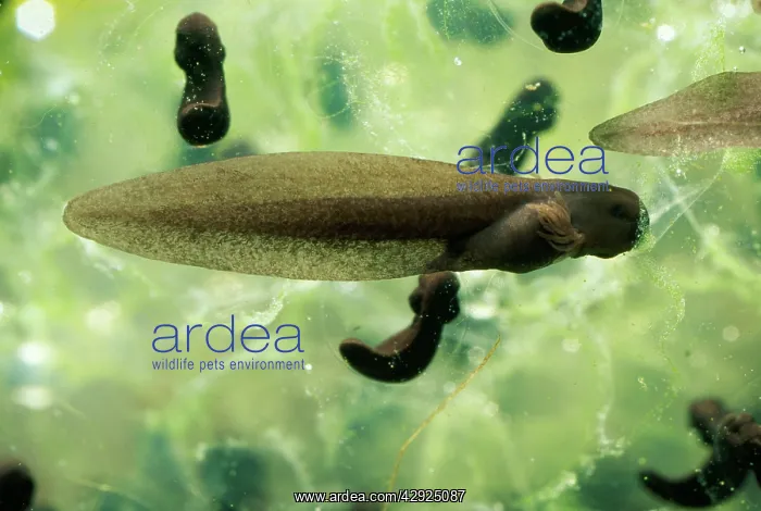 : Frog Tadpole - recently hatched : Frog Tadpole - recently hatched