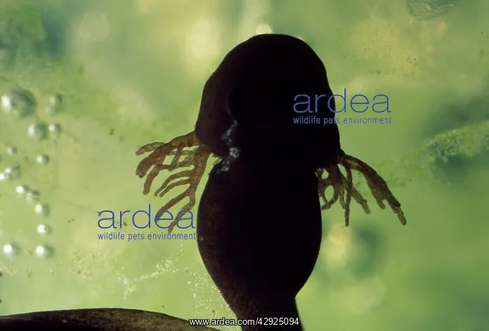  : Frog Tadpole - showing feathery external gills