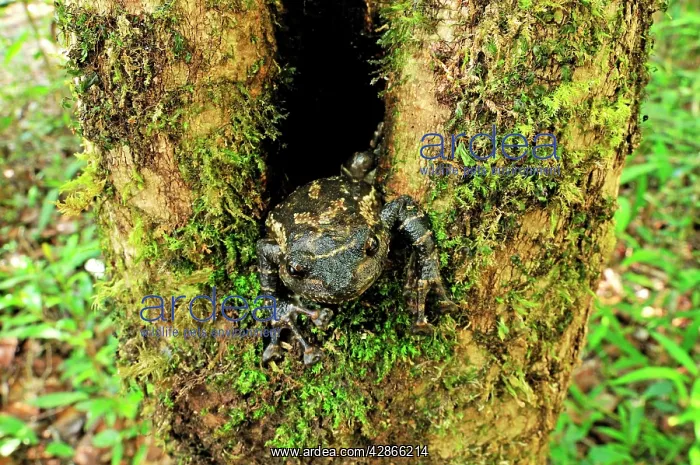  : Frog - in a tree hole
