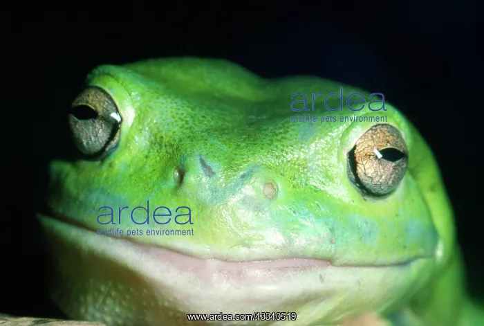 : FROG - WhiteIs / Green / Dumpy TREEFROG : FROG - WhiteIs / Green / Dumpy TREEFROG