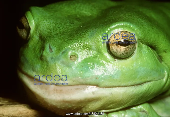 : FROG - White's / Green / Dumpy TREEFROG - close-up head : FROG - White's / Green / Dumpy TREEFROG - close-up head