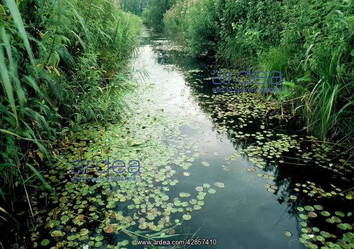: FROGBIT - in ditch : FROGBIT - in ditch