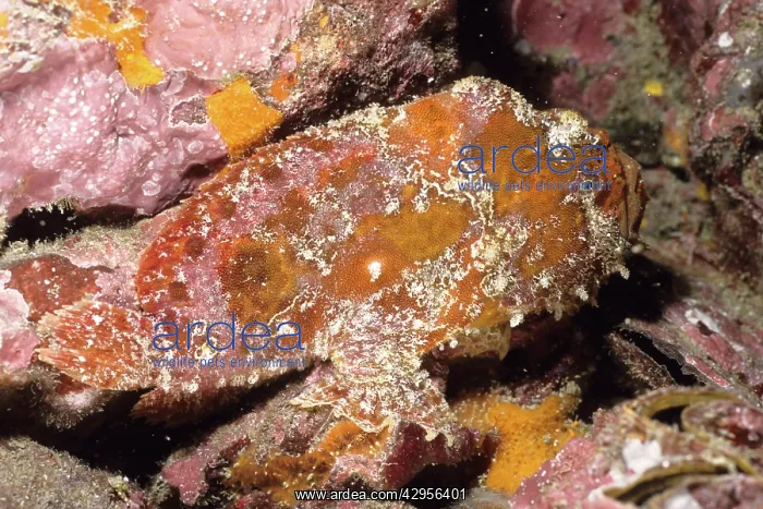 : Frogfish (Antennarius sp.). Andaman Sea, Myanmar : Frogfish (Antennarius sp.). Andaman Sea, Myanmar