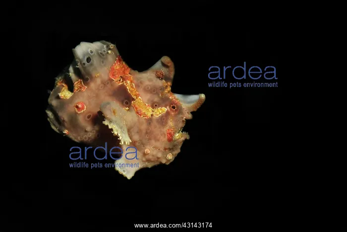 : Frogfish (Antennariidae sp.) swimming : Frogfish (Antennariidae sp.) swimming