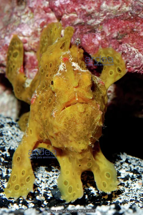 : Frogfish / Angler Fish - Indo Pacific reefs : Frogfish / Angler Fish - Indo Pacific reefs