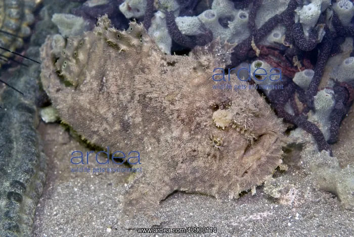 : Frogfish - (note the worm like lure above the mouth) : Frogfish - (note the worm like lure above the mouth)