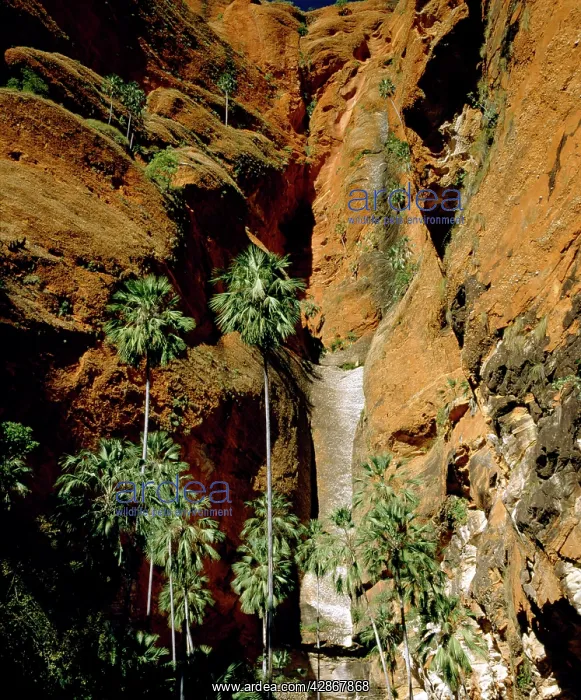 : Froghole Gorge with undescribed palms & boulders : Froghole Gorge with undescribed palms & boulders