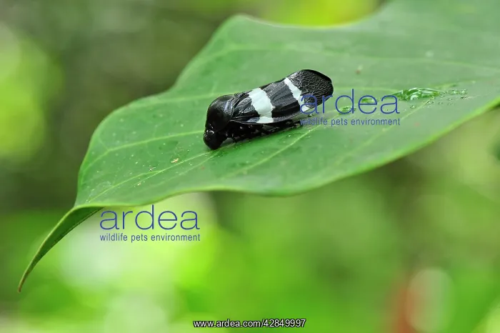 : Froghopper : Froghopper