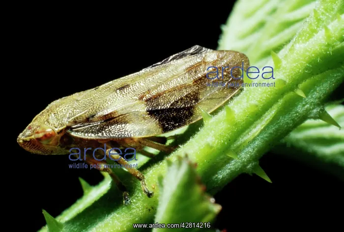 : Froghopper - On Bramble : Froghopper - On Bramble
