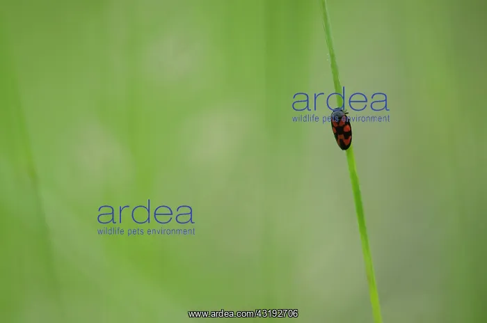 : Froghopper (Cercopis vulnerata) - Bourgogne - France : Froghopper (Cercopis vulnerata) - Bourgogne - France
